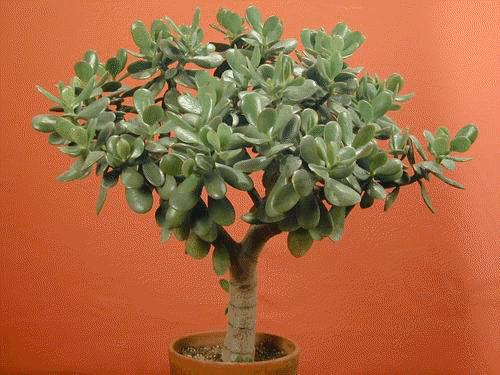 jade plant